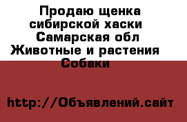 Продаю щенка сибирской хаски - Самарская обл. Животные и растения » Собаки   